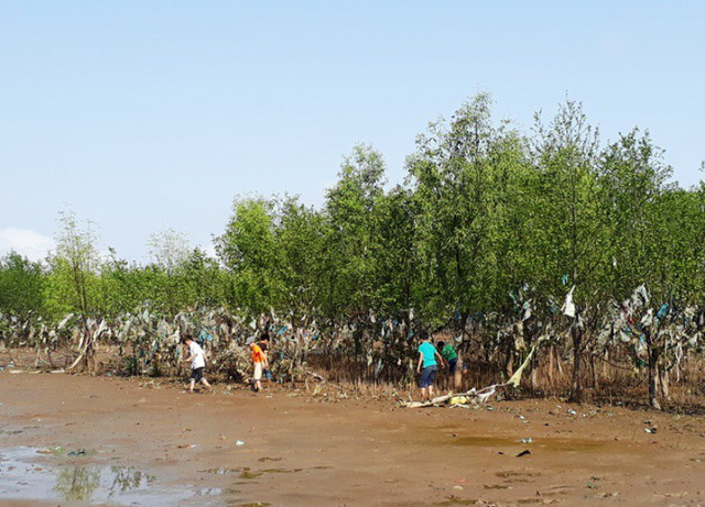 Thanh[-]Ho&aacute;:[-]Kinh[-]h&atilde;i[-]r&aacute;c[-]thải[-]quấn[-]chặt[-]c&acirc;y[-]rừng[-]ph&ograve;ng[-]hộ[-]ven[-]biển